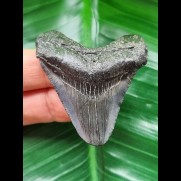 4,9 cm blauer dunkler Zahn des Megalodon