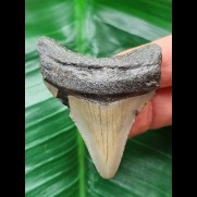 5,4 cm dolchförmiger Zahn des Megalodon