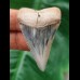 4,7 cm rasiermesserscharfer Zahn des Großen Weißen Hai aus Peru