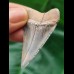 4,7 cm rasiermesserscharfer Zahn des Großen Weißen Hai aus Peru