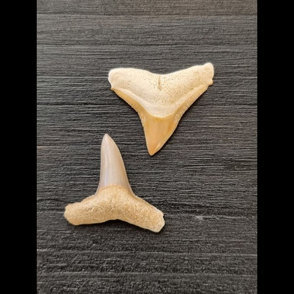2,4 cm und 2,4 cm große Zähne des Bullenhai und Zitronenhai