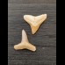 2,4 cm und 2,4 cm große Zähne des Bullenhai und Zitronenhai