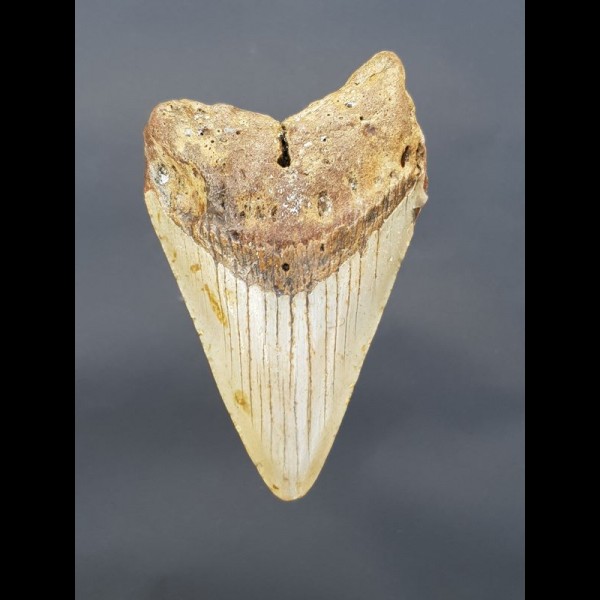 10,3 cm gut erhaltener Haizahn des Megalodon aus den USA