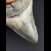 10,3 cm Zahn toll gefärbter Zahn des Megalodon